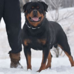 Klaus - Rottweiler