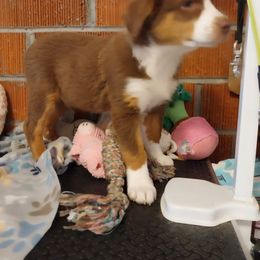 Mustang - Red tri-color male Australian Shepherd puppy in Cherry Grove, Oregon from TLC Dream and Pureland Australian Shepherds