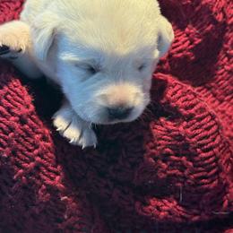 Hazel- first pick female- purple collar - Yellow female Labrador Retriever puppy in Isanti, Minnesota from Four Corners Family Labs
