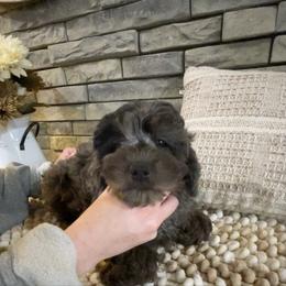 Gemma - Merle female Goldendoodle puppy in Hackleburg, Alabama from The Doodle Patch