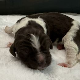 Violet - White and brown female Newfoundland puppy in Conroe, Texas from SugarPaws Newfoundlands