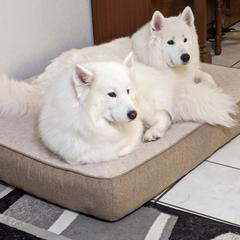 Samoyed All Grown Up from Brandy Burke