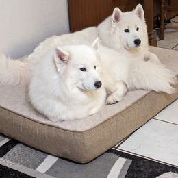 Samoyed All Grown Up from Brandy Burke