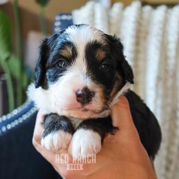 Bernedoodle, Cavapoo, Goldendoodle, Poodle, and Sheepadoodle Puppies from Red Ranch Dogs
