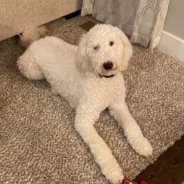 Jack - Goldendoodle