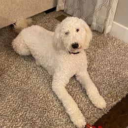 Jack - Goldendoodle
