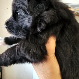 Siberian Husky Puppies from Diamond's Huskies in the Ruff