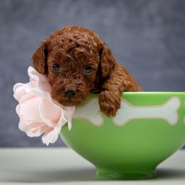 Mimi - Red  female Poodle puppy in Weston, Florida from Miami Toy Poodles