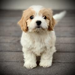 Cavachon, Cavalier King Charles Spaniel, and Cavapoo Puppies from Cavachon Love