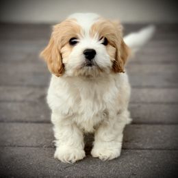 Cavachon, Cavalier King Charles Spaniel, and Cavapoo Puppies from Cavachon Love
