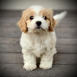 Cavachon, Cavalier King Charles Spaniel, and Cavapoo Puppies from Cavachon Love