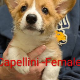 Capellini - Red female Pembroke Welsh Corgi puppy in Berkeley Springs, West Virginia from Hummingbird Farm
