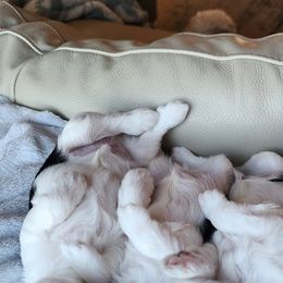 Biewer Terrier and Yorkshire Terrier Puppies from 1.StarDreamPups