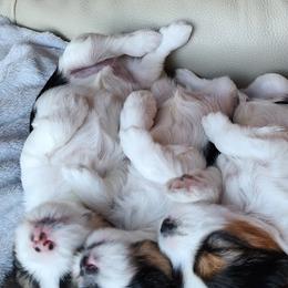 Biewer Terrier and Yorkshire Terrier Puppies from 1.StarDreamPups