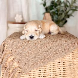 Clyde - Cream male Goldendoodle puppy in Ooltewah, Tennessee from Allison Family Doodles