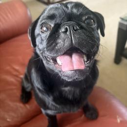Pug All Grown Up from Double Dutch Pug Co.