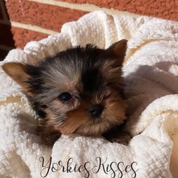 Yorkshire Terrier Puppies from Yorkies Kisses