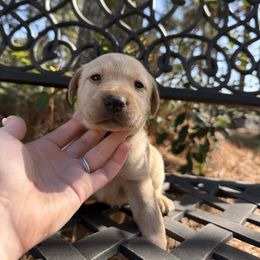 Boy 7 - Yellow male Labrador Retriever puppy in South Carolina from Southern Pine Labradors