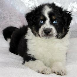 Noche - Black tri female Miniature Australian Shepherd puppy in Belleview, Florida from Jennifer Townley