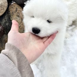 Samoyed Puppies from Sugar Sweet Samoyeds