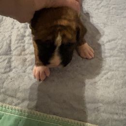 Annie - Brindle female Boxer puppy in West Salem, Ohio from KCF Boxers