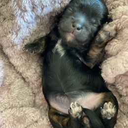 White collar girl - Black and white female Shihpoo puppy in Millsap, Texas from Gaston’s Posh Poodles and Doodles