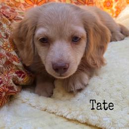 Tate - Cream male Dachshund puppy in Slaughterville, Oklahoma from BooneDox Miniature Dachshunds