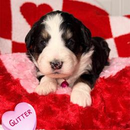 Glitter - Tri-color female Bernedoodle puppy in Beecher, Illinois from Erica’s Doodles