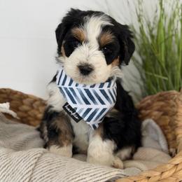 Hermes - male Australian Mountain Doodle puppy in Spanish Fork, Utah from Little Puppy Co.