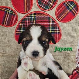 Jayzen - Sable and white male Tibetan Terrier puppy in Dorena, Oregon from Angel Tibetans Of Oregon