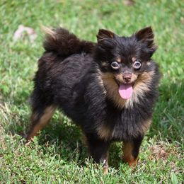 Cocoa - Pomeranian