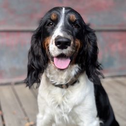 Dotti - English Springer Spaniel