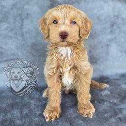 Micah - The Little Cuddle Bug - Ready Now - Cream male Goldendoodle puppy in Chattanooga, Tennessee from Hilltop Cuddle Pups