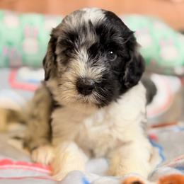 Echo - Blue merle female Aussiedoodle puppy in Dickerson, Maryland from Pawsome Aussie Doodles and Oodles