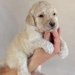 Tug - Cream male Poodle puppy in Hartwell, Georgia from Lake Hartwell Standard Poodles