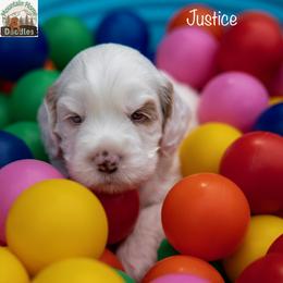 Justice - Apricot male Australian Labradoodle puppy in Cashmere, Washington from Mountain Home Doodles