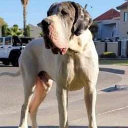 Barnabas - Great Dane