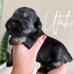 Utah AKC - Salt and pepper male Miniature Schnauzer puppy in Victorville, California from West Coast Royal Miniature Schnauzer