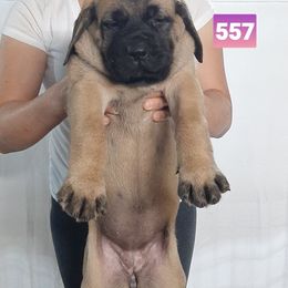 AKC PUP 557 - Fawn female Mastiff puppy in Ava, Missouri from Ozark Mountain Mastiffs