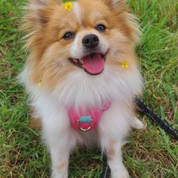 Pomeranians from Bruno & Bella's Poms