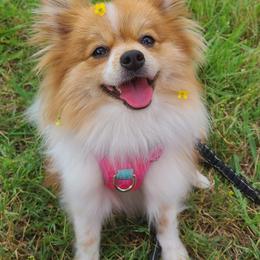 Pomeranians from Bruno & Bella's Poms