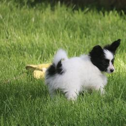 Boy 3 - White and black Papillon puppy in Jackson, Michigan from EJM Papillons