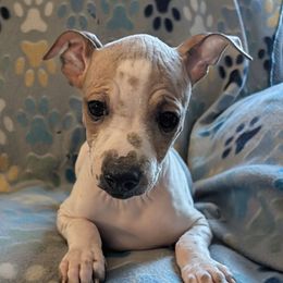 Passion Fruit - White and red male American Hairless Terrier puppy in Phoenix, Arizona from Bare Valley
