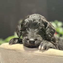Dancer - Black male Goldendoodle puppy in Rainier, Oregon from Beaver Springs Puppies