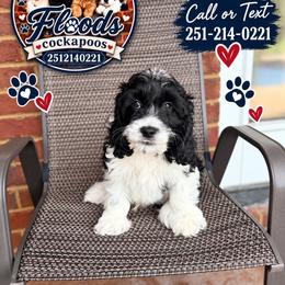 Aubrey (Moo) - Black and white male Cockapoo puppy in Mobile, Alabama from Ace of Spades Yorkies