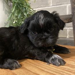 Girl 1 - Black female Shih Tzu puppy in Lexington, North Carolina from SCS Shih Tzus