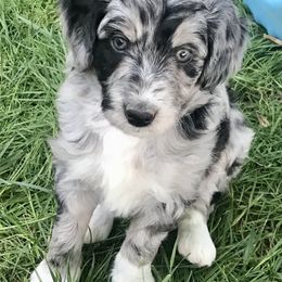 Female Two, Blue Merle - Blue merle female Aussiedoodle puppy in Parma, Idaho from Arena Valley Acres