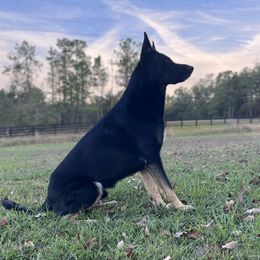 Ruger - German Shepherd