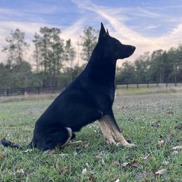 Ruger - German Shepherd