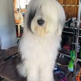 Old English Sheepdogs from Karl Kennels